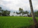 Lake Maninjau from the rice fields across the street