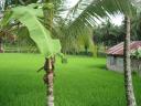 One of Grandma's rice fields