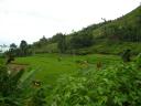 Green velvety rice fields in Mum's village, Sulit Air