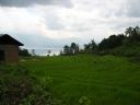 Rice fields and Lake Singkarak from Mum's village