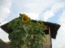 Sunflowers in Sulit Air